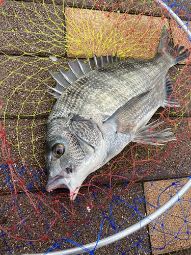 クロダイの釣果