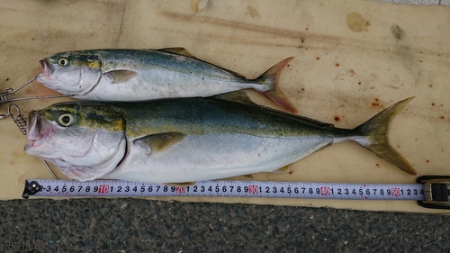 イナダの釣果