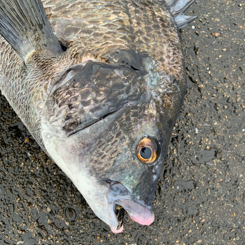 チヌの釣果