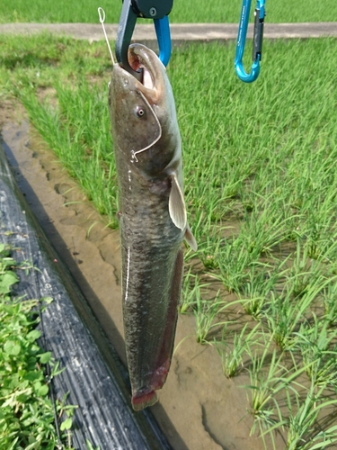 ナマズの釣果