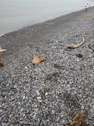 オオモンハタの釣果