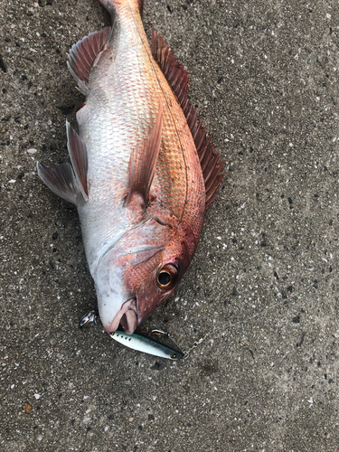 マダイの釣果