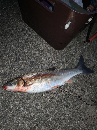 ウグイの釣果