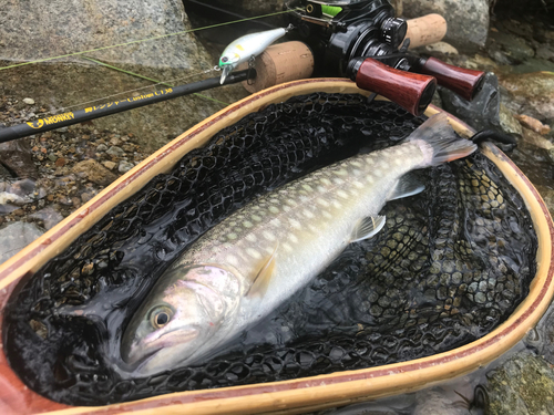 イワナの釣果