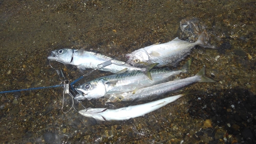 カマスの釣果