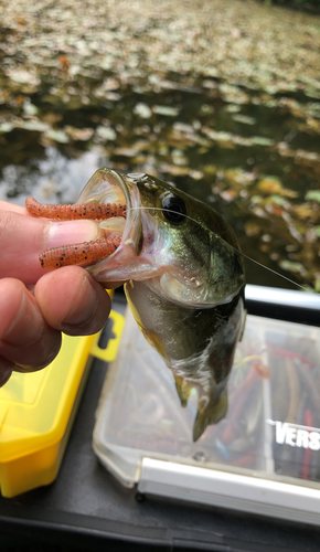 ブラックバスの釣果