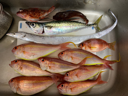 イトヨリダイの釣果