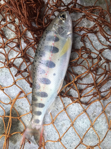 アマゴの釣果