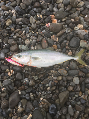 ワカシの釣果