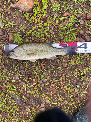 ラージマウスバスの釣果