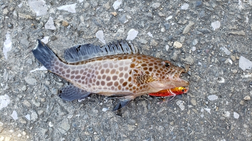 オオモンハタの釣果