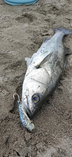 フッコ（マルスズキ）の釣果