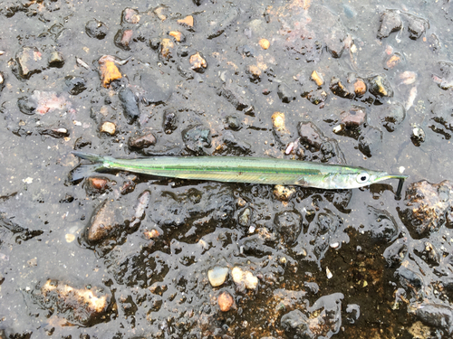 サヨリの釣果