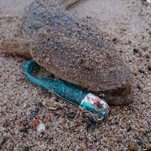 マゴチの釣果