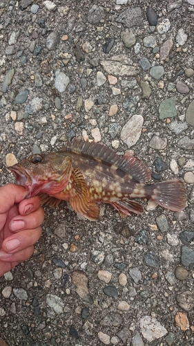 カサゴの釣果