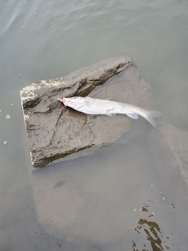 ニゴイの釣果