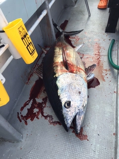 クロマグロの釣果