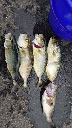 ショゴの釣果