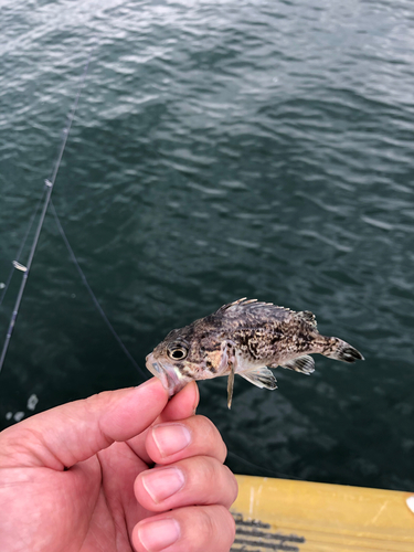 ソイの釣果