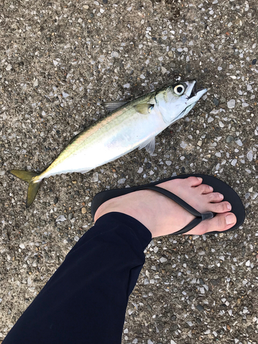 サバの釣果