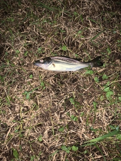 セイゴ（マルスズキ）の釣果