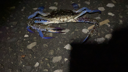 タイワンガザミの釣果