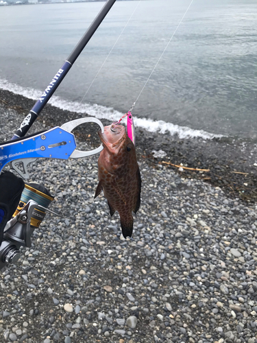 オオモンハタの釣果