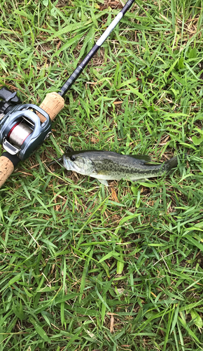 ラージマウスバスの釣果