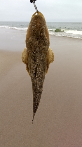 マゴチの釣果