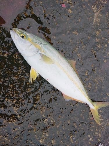 ワカシの釣果