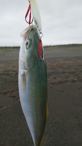 ワカシの釣果