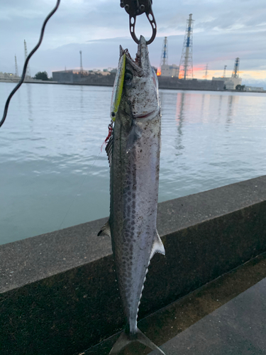 サゴシの釣果