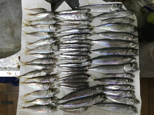 アジの釣果