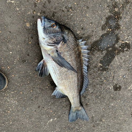 チヌの釣果