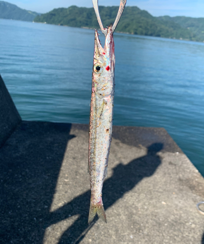 カマスの釣果