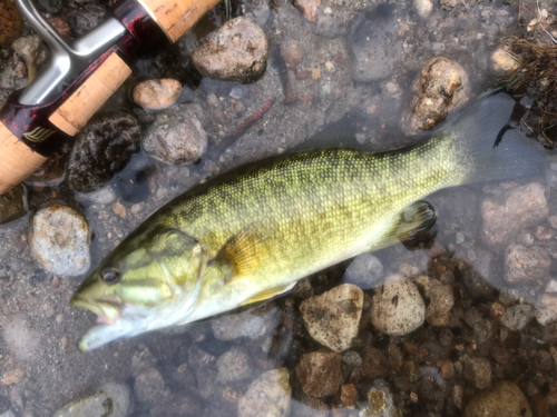 スモールマウスバスの釣果