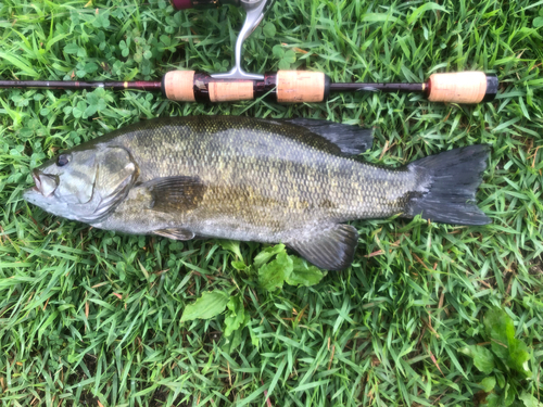 スモールマウスバスの釣果