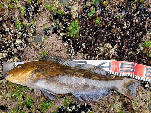 アイナメの釣果