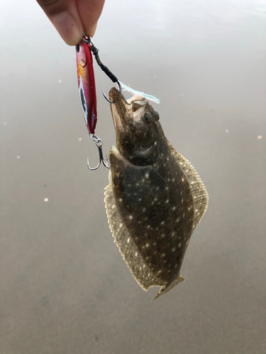 ヒラメの釣果