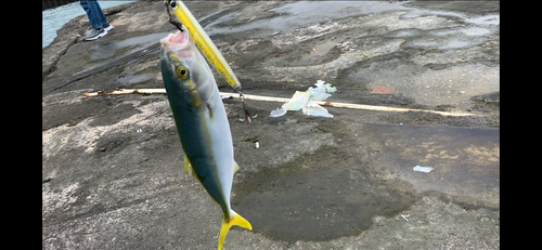 ワカシの釣果