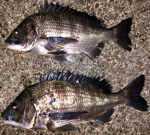 クロダイの釣果