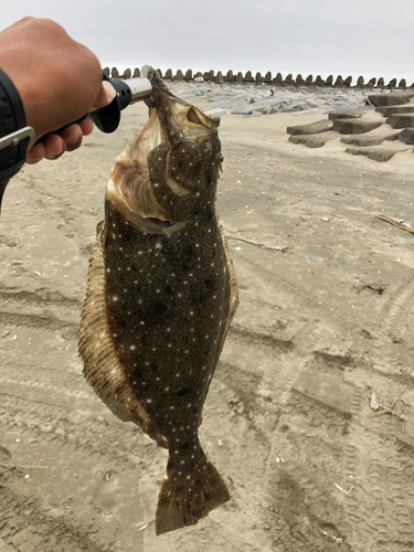 ヒラメの釣果