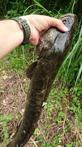 ライギョの釣果