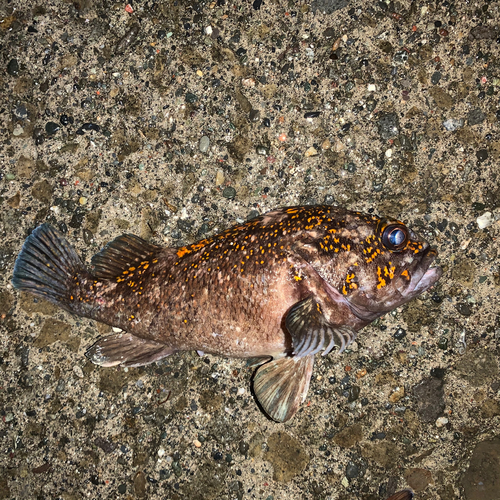 ムラソイの釣果