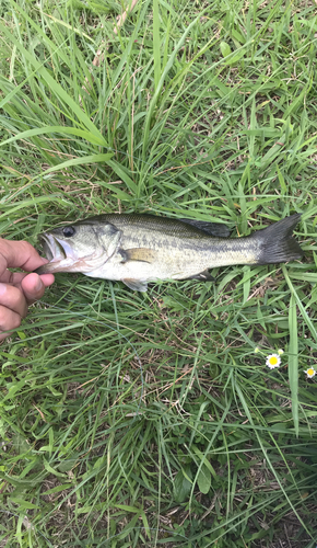 ラージマウスバスの釣果