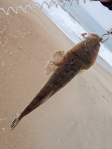 マゴチの釣果