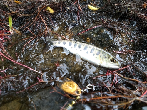 ヤマメの釣果