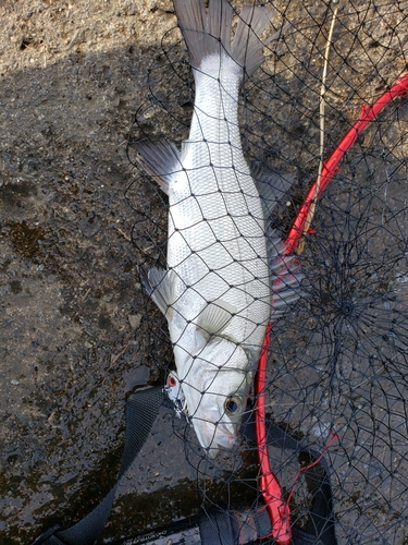 フッコ（マルスズキ）の釣果