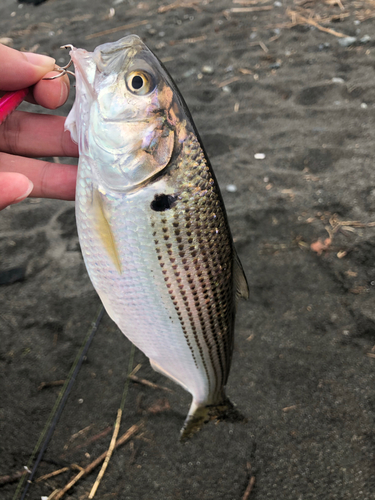 コノシロの釣果