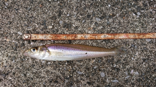 キスの釣果